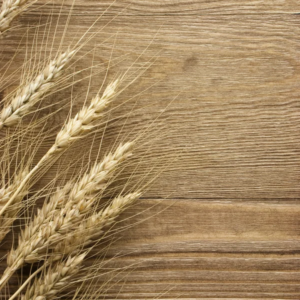 Шип пшеницы — стоковое фото