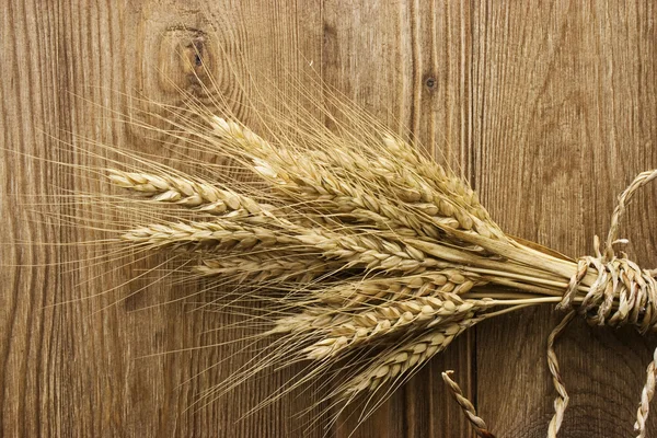 Épic de blé — Photo