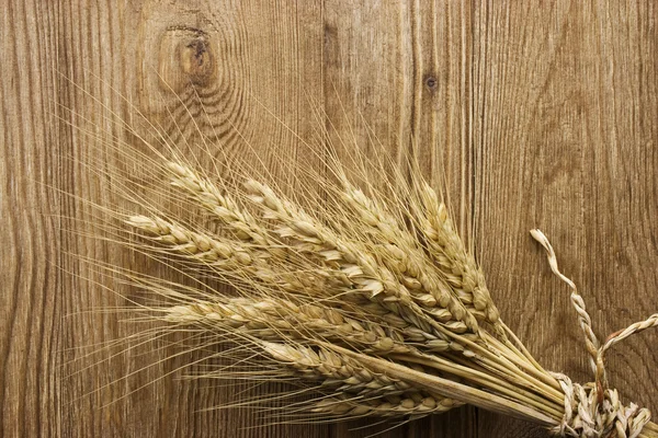 Spike pšenice — Stock fotografie