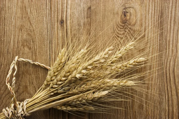 Spike of wheat — Stock Photo, Image