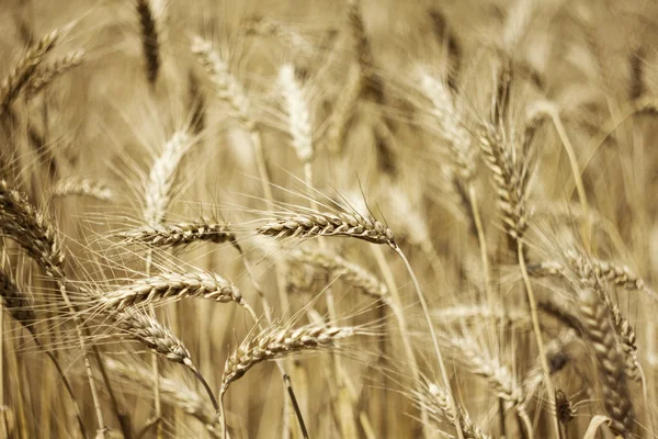 Поля пшеницы — стоковое фото