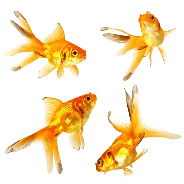 Gold fish Stock Photo