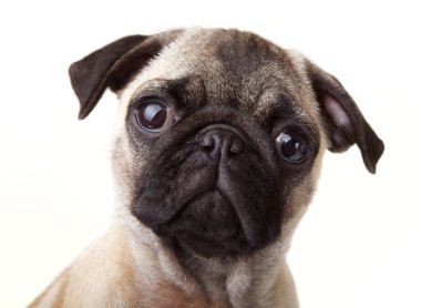 Pug puppy clipart