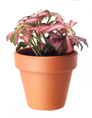 Flower in flower pot clipart