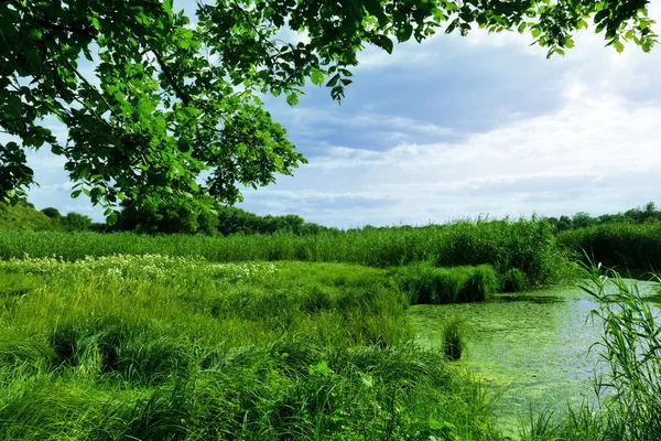 Swamp in the woods — Stock Photo, Image