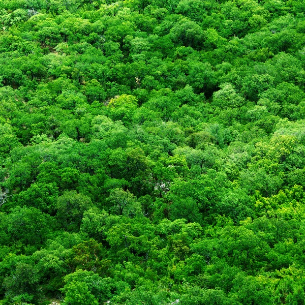 Árvores aéreas — Fotografia de Stock