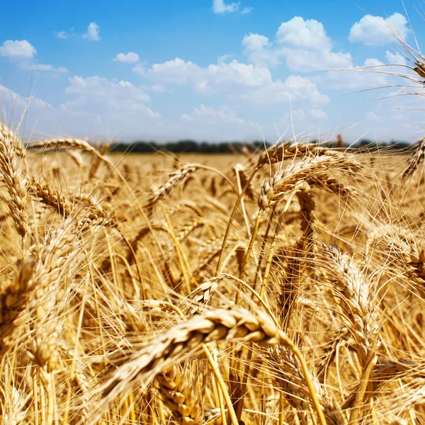 Поля пшеницы — стоковое фото