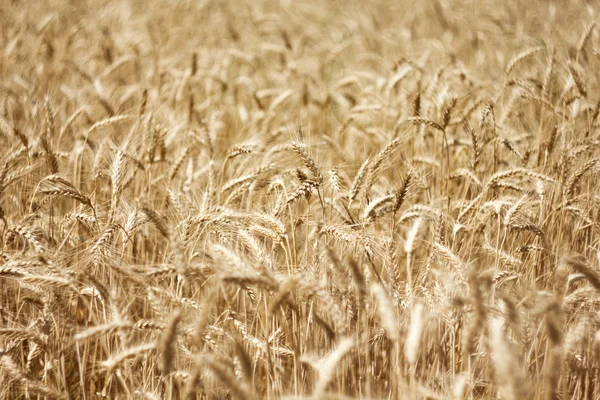 Fields of wheat — Stock Photo, Image