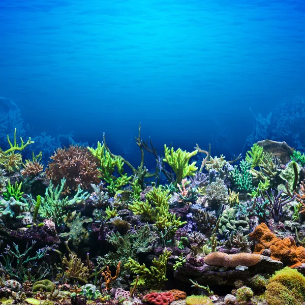 Coral Reef — Stock Photo, Image
