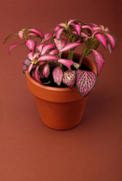 Flower in flower pot — Stock Photo, Image