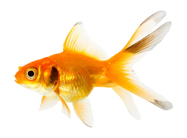 Guld fisk — Stockfoto