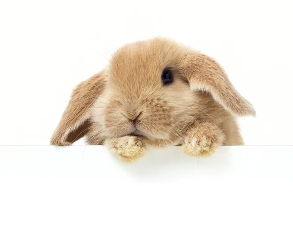 Conejo de Pascua — Foto de Stock