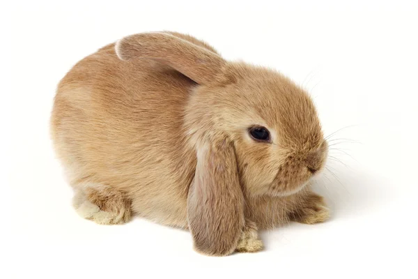 Пасхальный кролик — стоковое фото