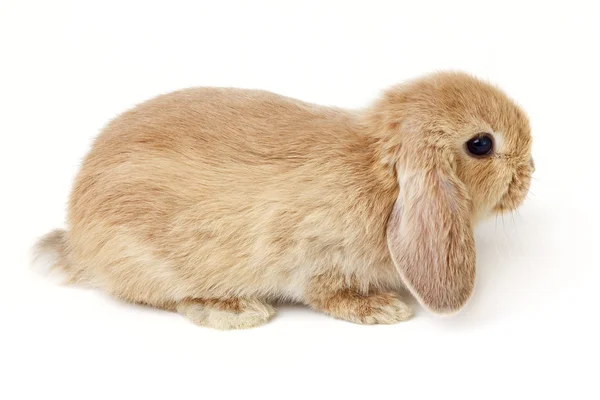 Conejo de Pascua —  Fotos de Stock