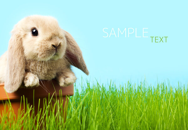 Пасхальный кролик