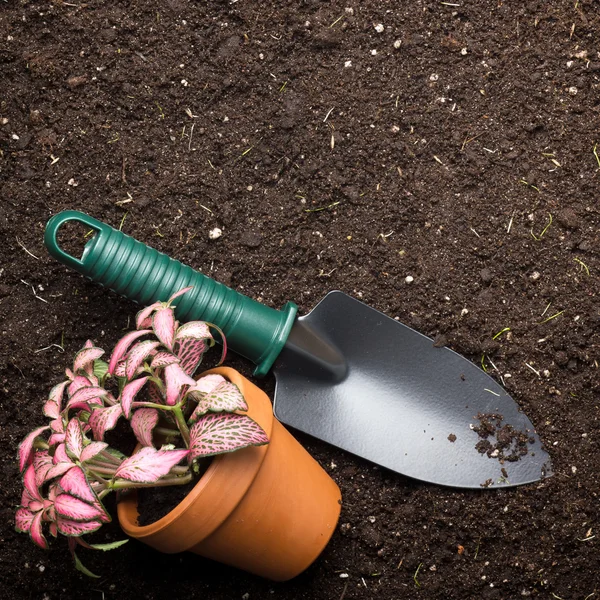 Spade and flower in pot — Stock Photo, Image
