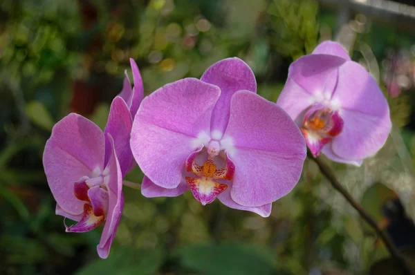Orquídeas —  Fotos de Stock