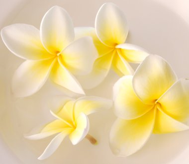 Frangipani