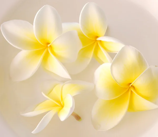 stock image Frangipani