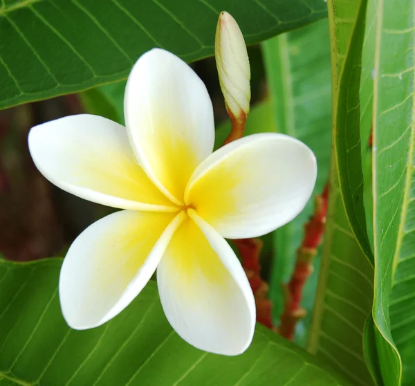 Uma flor de frangipani — Fotografia de Stock