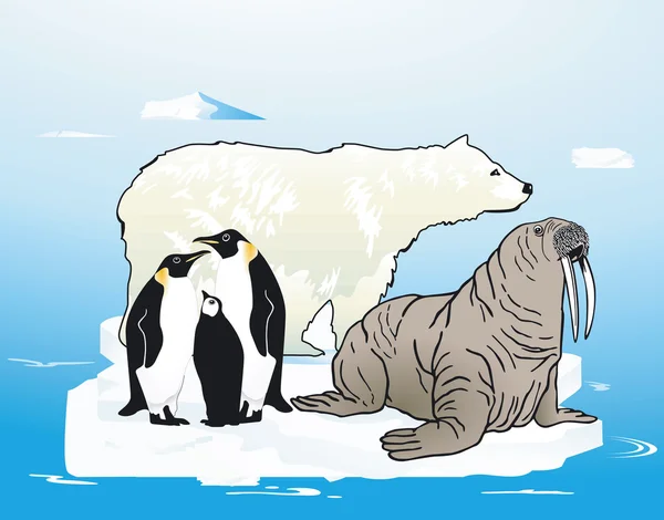 Artico e antartico — Vettoriale Stock