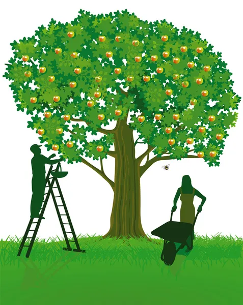 Apfelbaum und Ernte — Stockvektor