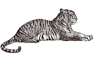 Tiger lying clipart