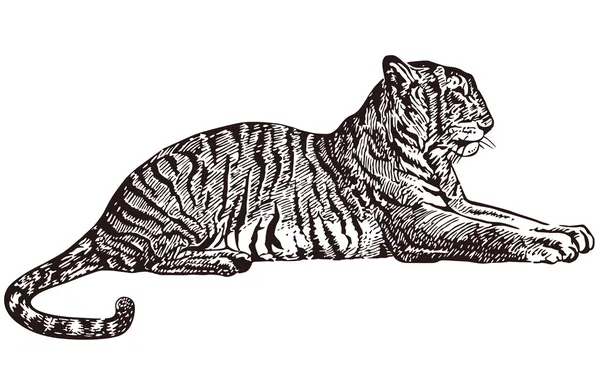 Τίγρη που βρίσκεται — Διανυσματικό Αρχείο