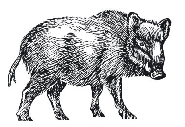 Wild boar clipart