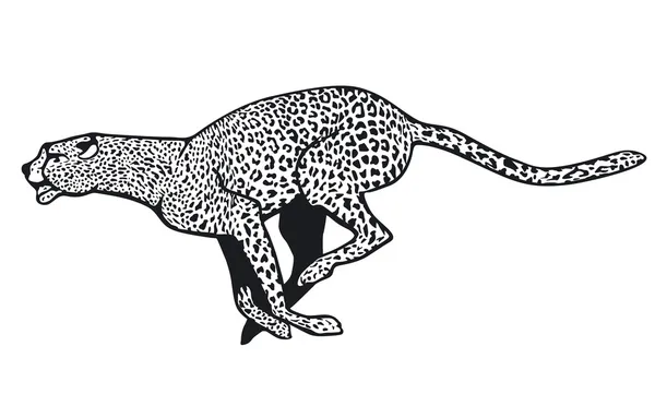 Çita. — Stok Vektör