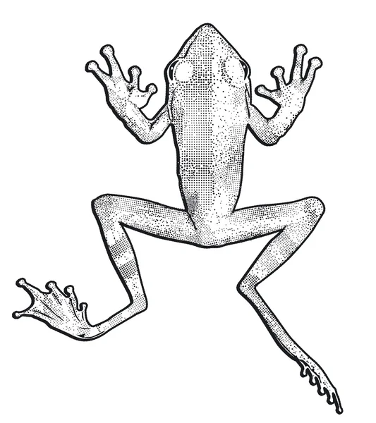 Little frog — Stock Vector
