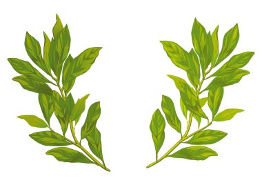 Laurel leaves clipart