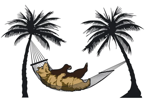 Bear in a hammock — Stock Vector