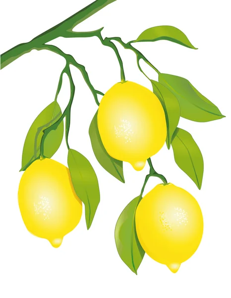 Citroner på trädet — Stock vektor