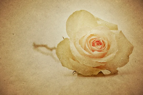 Paper background with rose — Stock Photo, Image