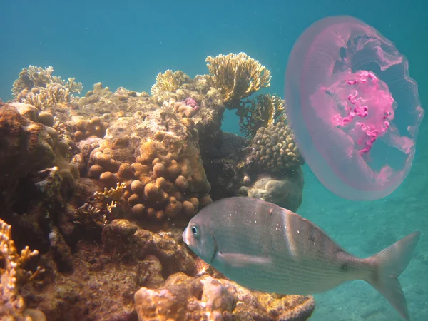 Medúzy a korálových ryb — Stock fotografie