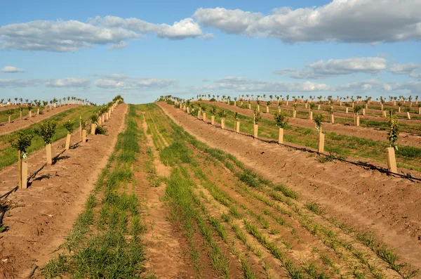La plantation d'agrumes — Photo