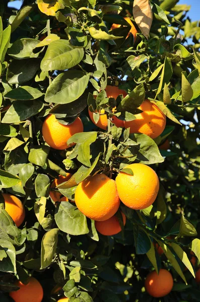 Branche d'oranges — Photo