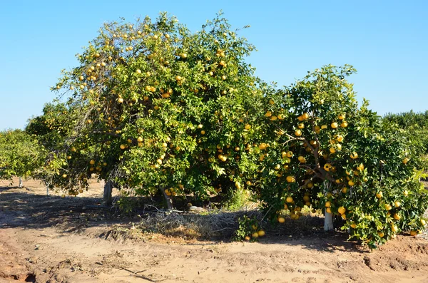 Συγκομιδή ofgrapefruit — Φωτογραφία Αρχείου