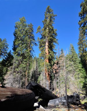 Sequoiadendron giganteum