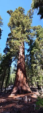 Sequoiadendron giganteum