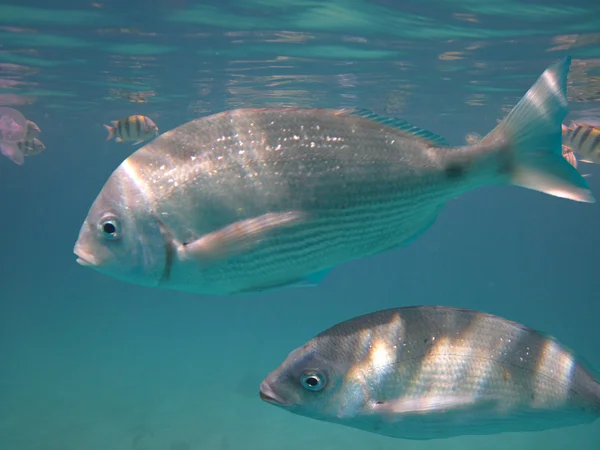 Эйлатские коралловые рыбы — стоковое фото