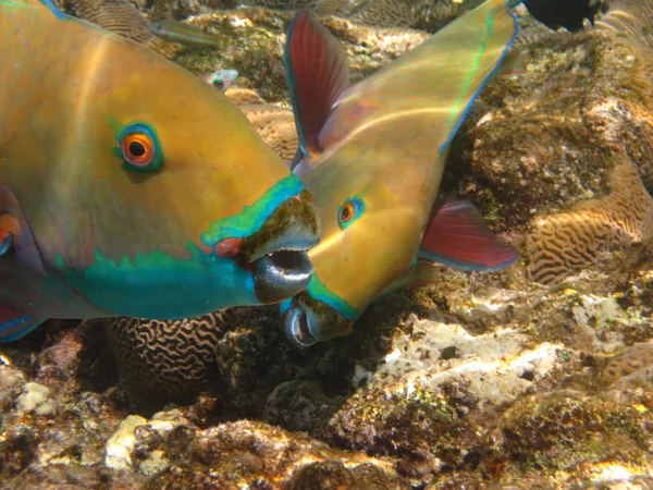 Parrotfishes — Stok fotoğraf