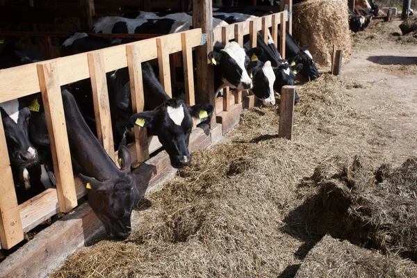 Cows in feeding place — Stock Photo, Image