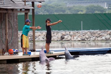 Pink Dolphin show in Sentosa Island, Singapore clipart