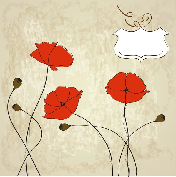 Poppies floral background — Stock Photo, Image