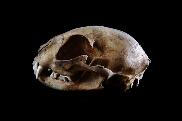 Cat skull — Zdjęcie stockowe