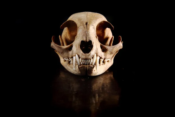 Cat skull — Stock Photo, Image