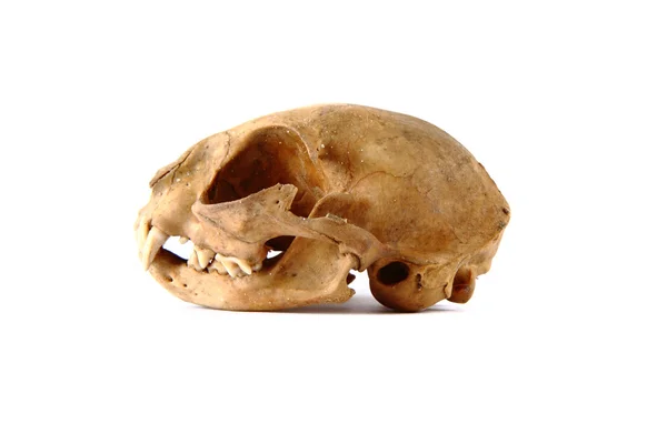 Cat skull — Zdjęcie stockowe