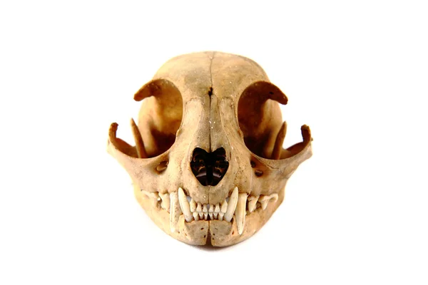 Кошачий череп — стоковое фото